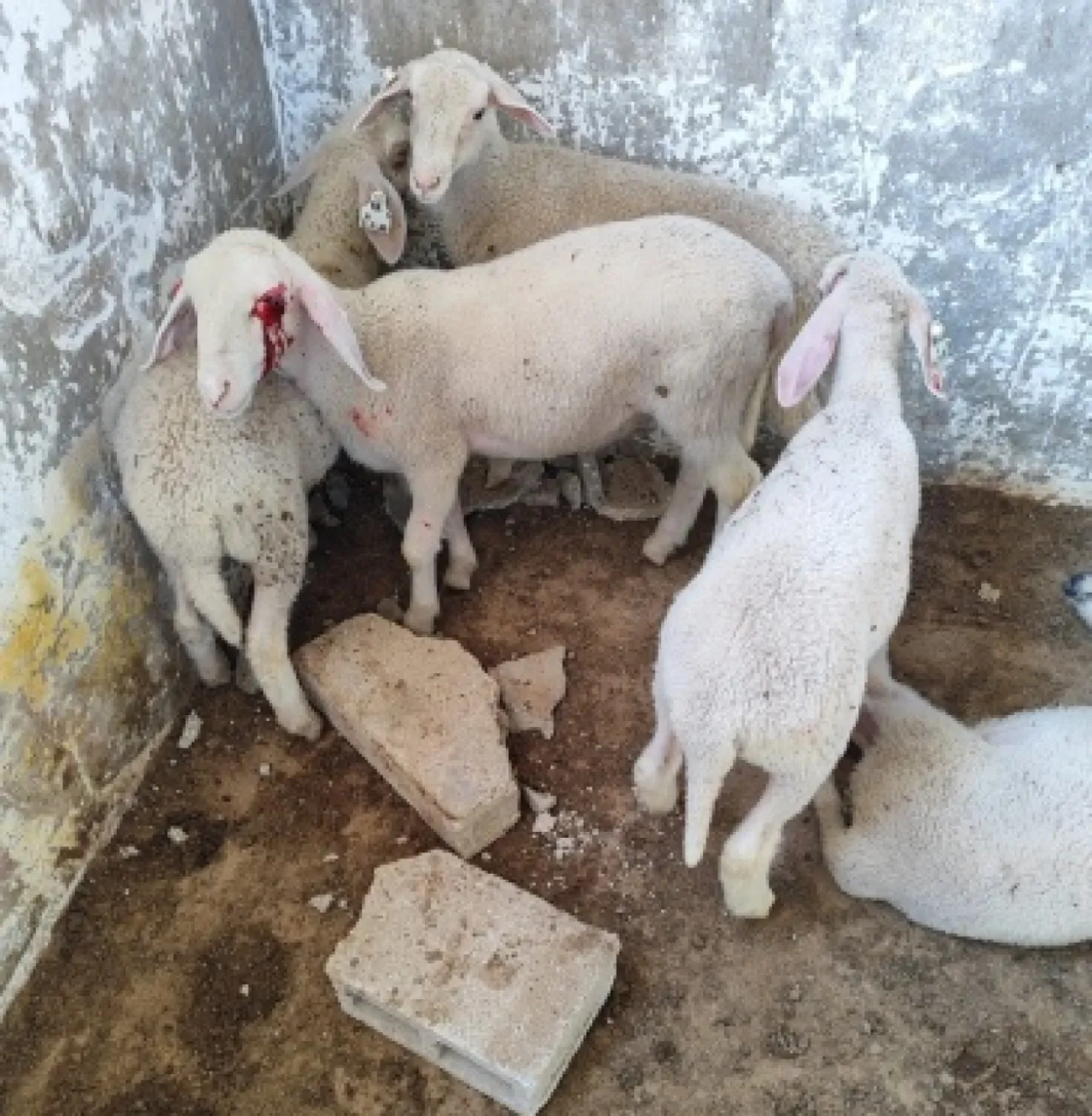 صورة حول : مستوطنون يعتدون على الثروات الحيوانيّة بالخليل مستوطنون يعتدون على الثروات الحيوانيّة بالخليل