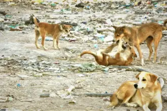 كلب ضال يهاجم طفلا بالكرك