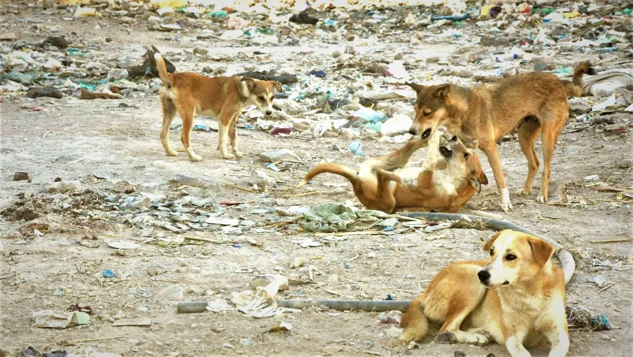 كلب ضال يهاجم طفلا بالكرك