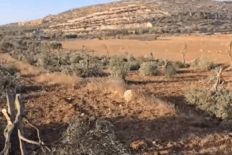 الاحتلال يصدر أمرا بقطع أشجار زيتون برام الله