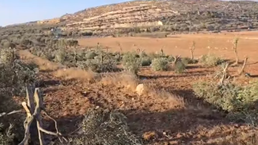 صورة حول : الاحتلال يصدر أمرا بقطع أشجار زيتون برام الله الاحتلال يصدر أمرا بقطع أشجار زيتون برام الله