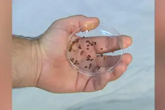 استمرار تغيّب الطلبة بمدرسة بالزرقاء بسبب البق