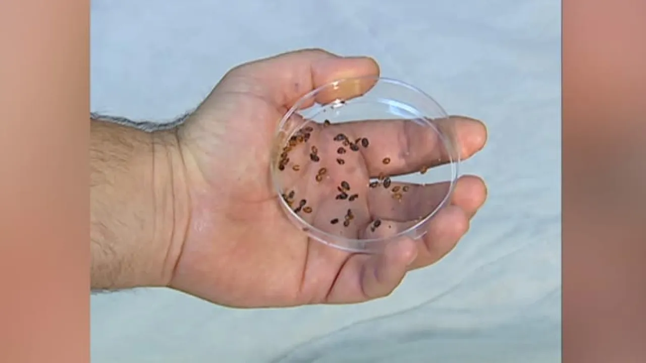 استمرار تغيّب الطلبة بمدرسة بالزرقاء بسبب البق