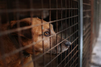 جرش: تخصيص قطعة أرض كمأوى للكلاب الضالة